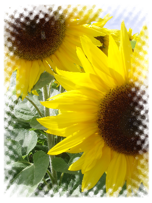 Zonnebloempjes